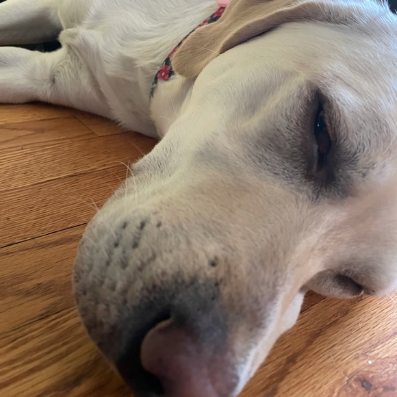 Meet your Posher, Alex - Picture 1 of 1